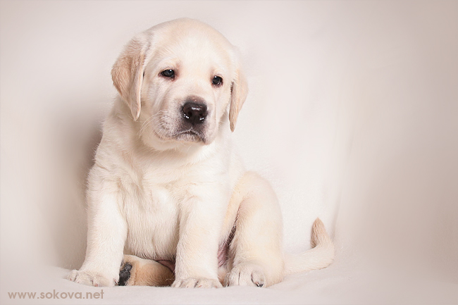 ������ ������ ���������